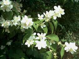 Image of sweet mock orange