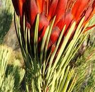 Image of Protea aristata Phillips