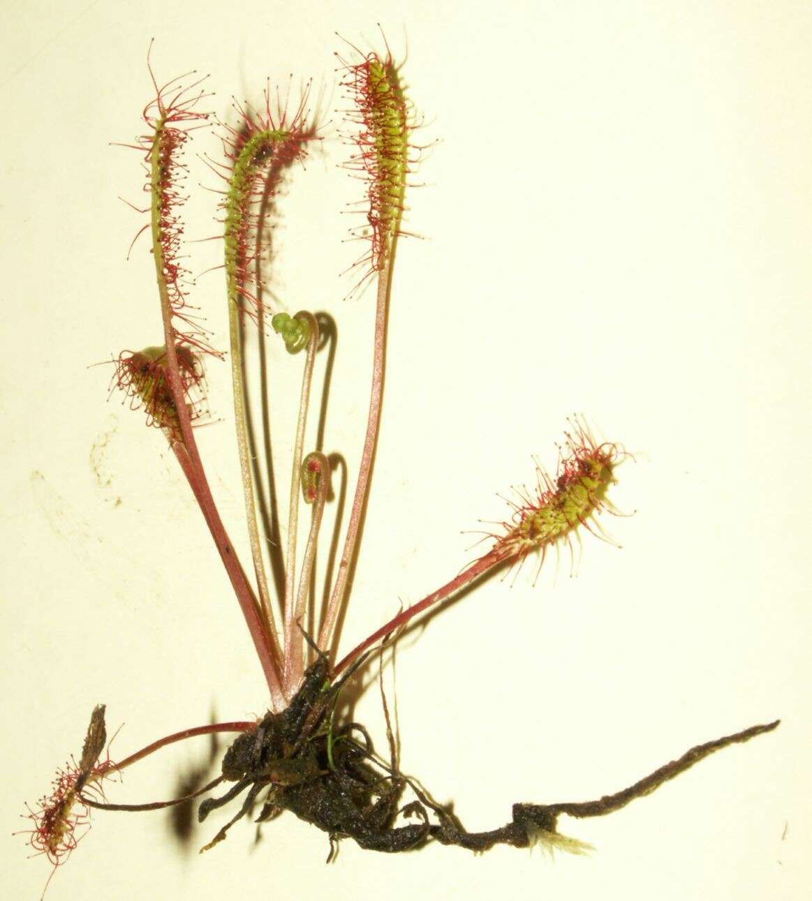 صورة Drosera anglica Huds.