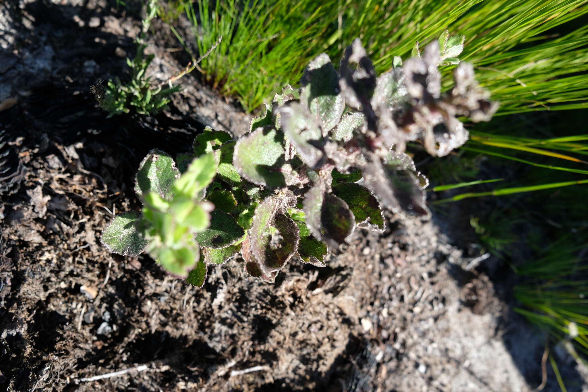 Image of Poisonous ragwort