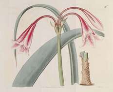 Image de Crinum bulbispermum (Burm. fil.) Milne-Redh. & Schweick.