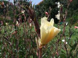 Image of Oenothera odorata Jacq.