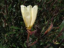 Image of Oenothera odorata Jacq.