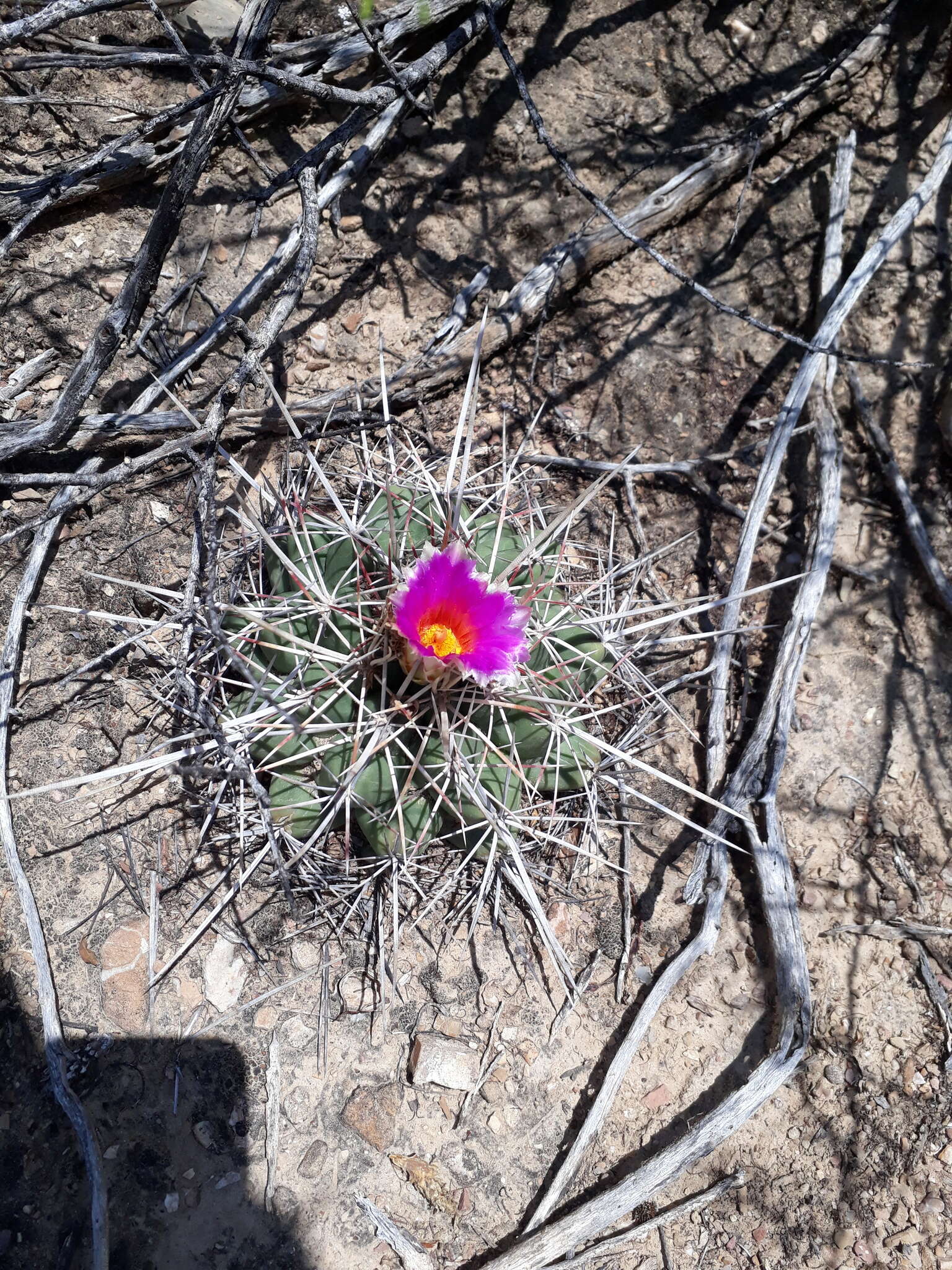 Image of Thelocactus bicolor subsp. heterochromus (F. A. C. Weber) Mosco & Zanov.