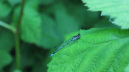 Image of Variable Bluet