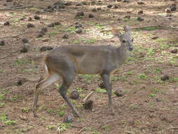 Image of Brocket Deer sp.