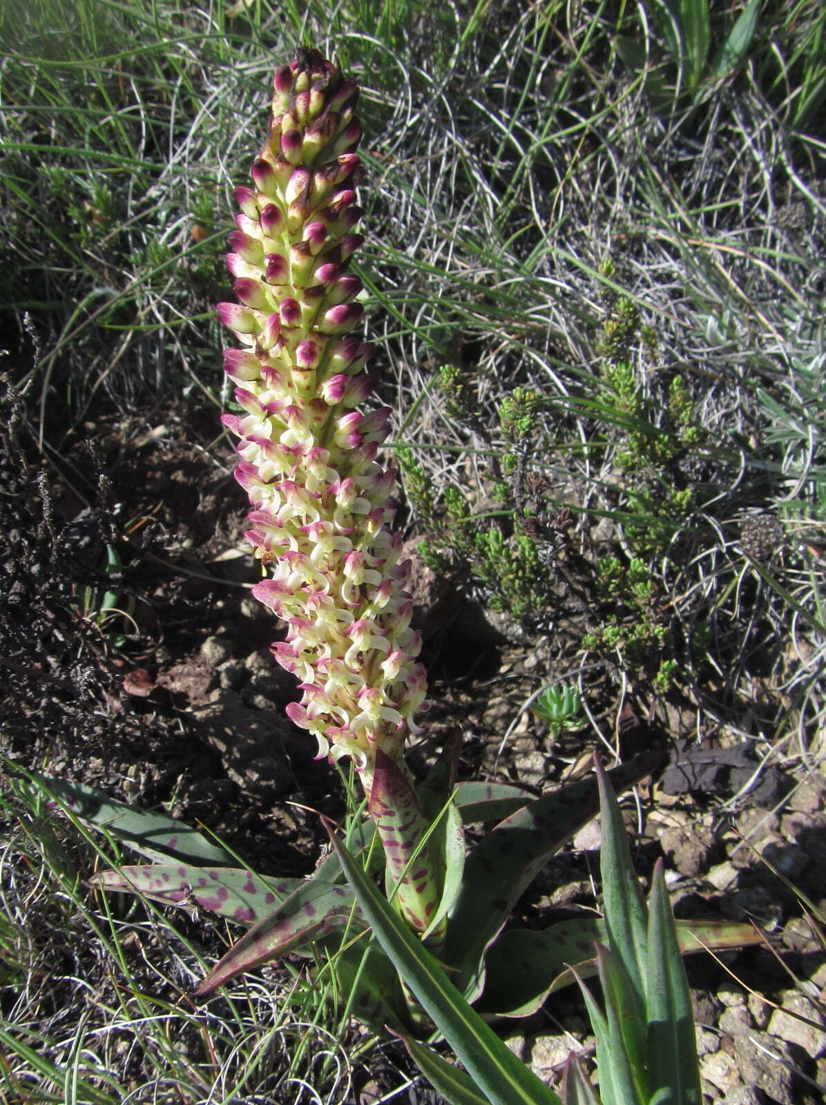 Image de Disa fragrans subsp. fragrans