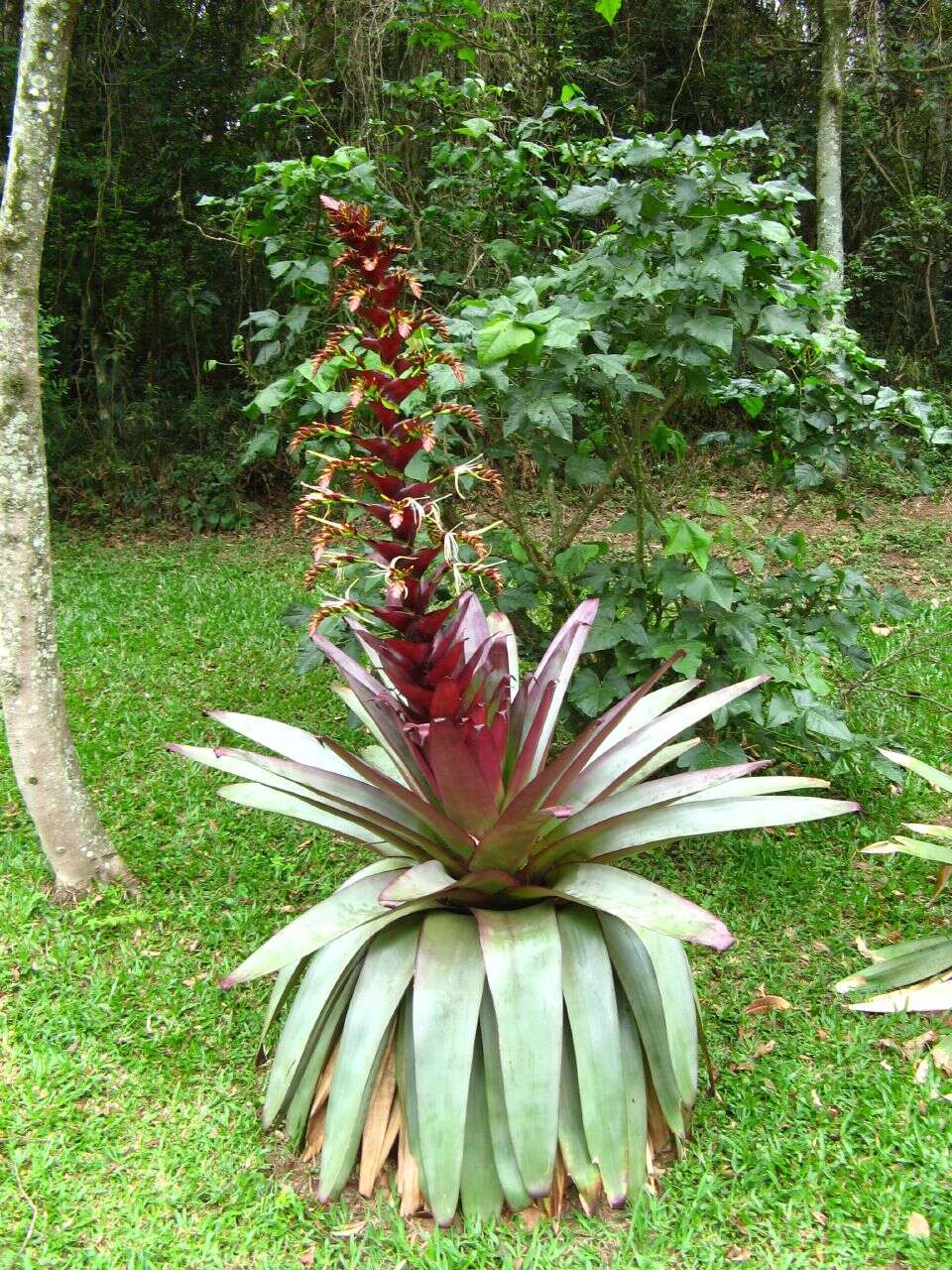 Image of Alcantarea imperialis (Carrière) Harms