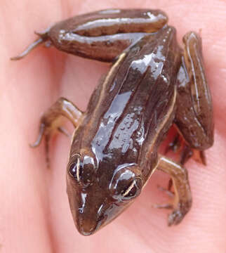 Image of Ptychadena subpunctata (Bocage 1866)