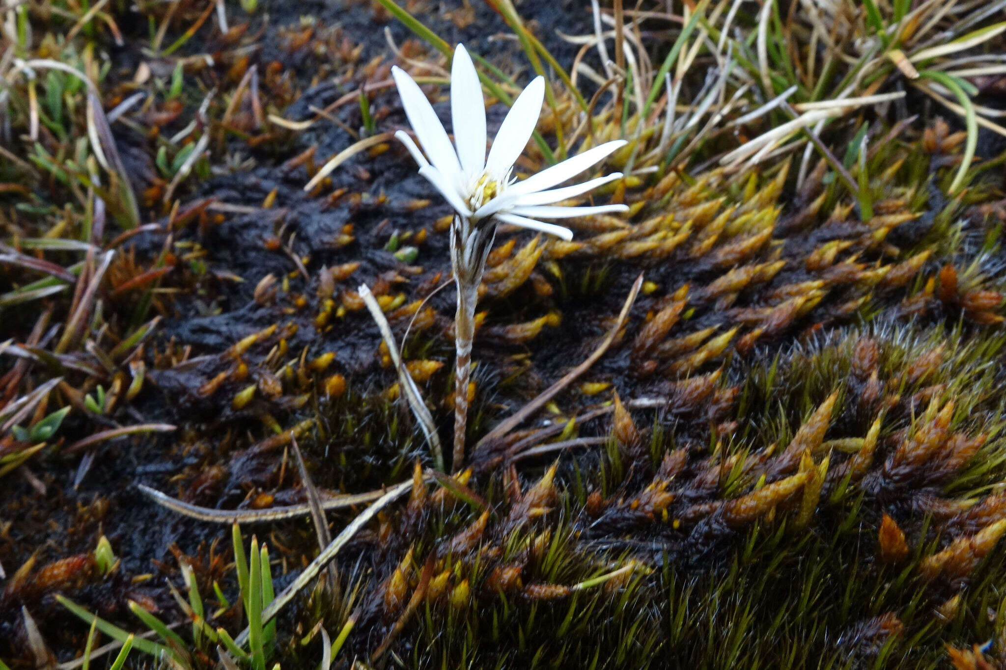 Image of Celmisia alpina (Kirk) Cheesem.