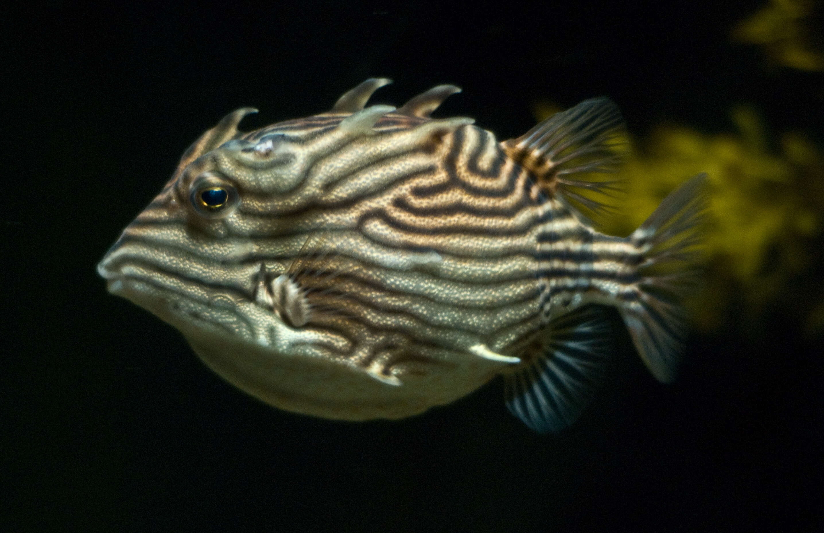 Sivun Aracana ornata (Gray 1838) kuva