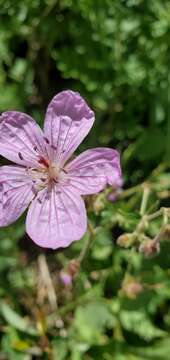 Image of sticky purple geranium