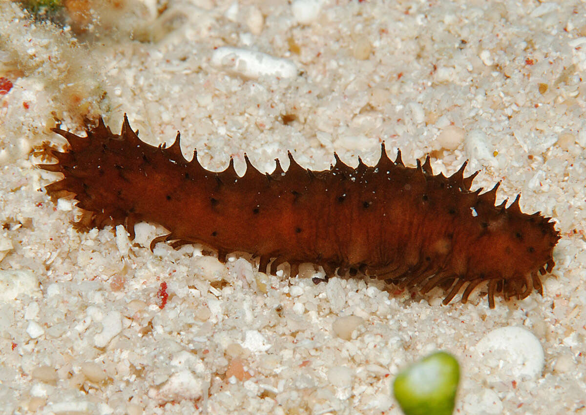 Image of Holothuria subgen. Platyperona Rowe 1969