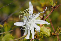 Image of Passiflora pectinata Griseb.