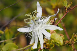 Image de Passiflora pectinata Griseb.