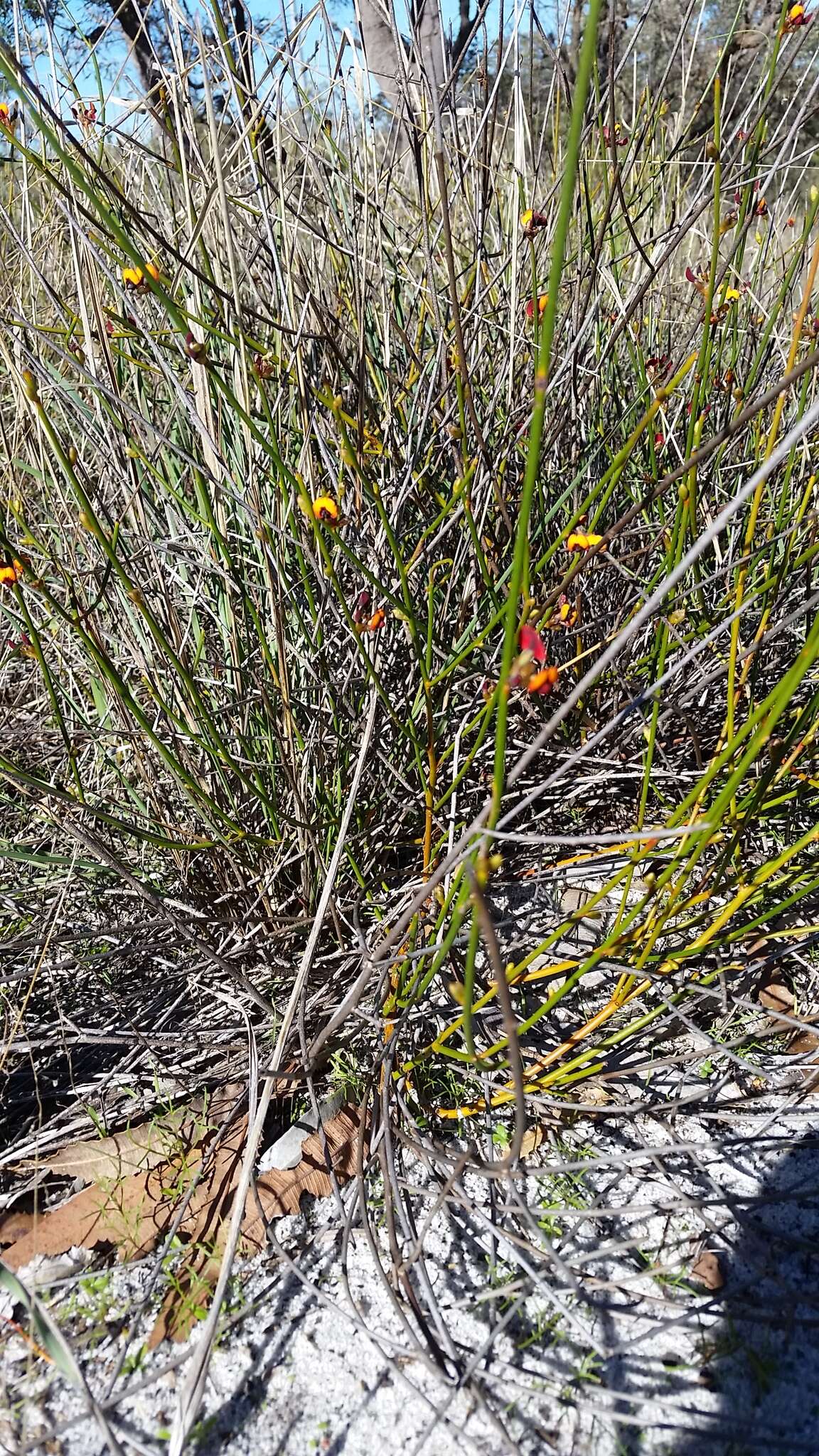 Daviesia triflora Crisp resmi