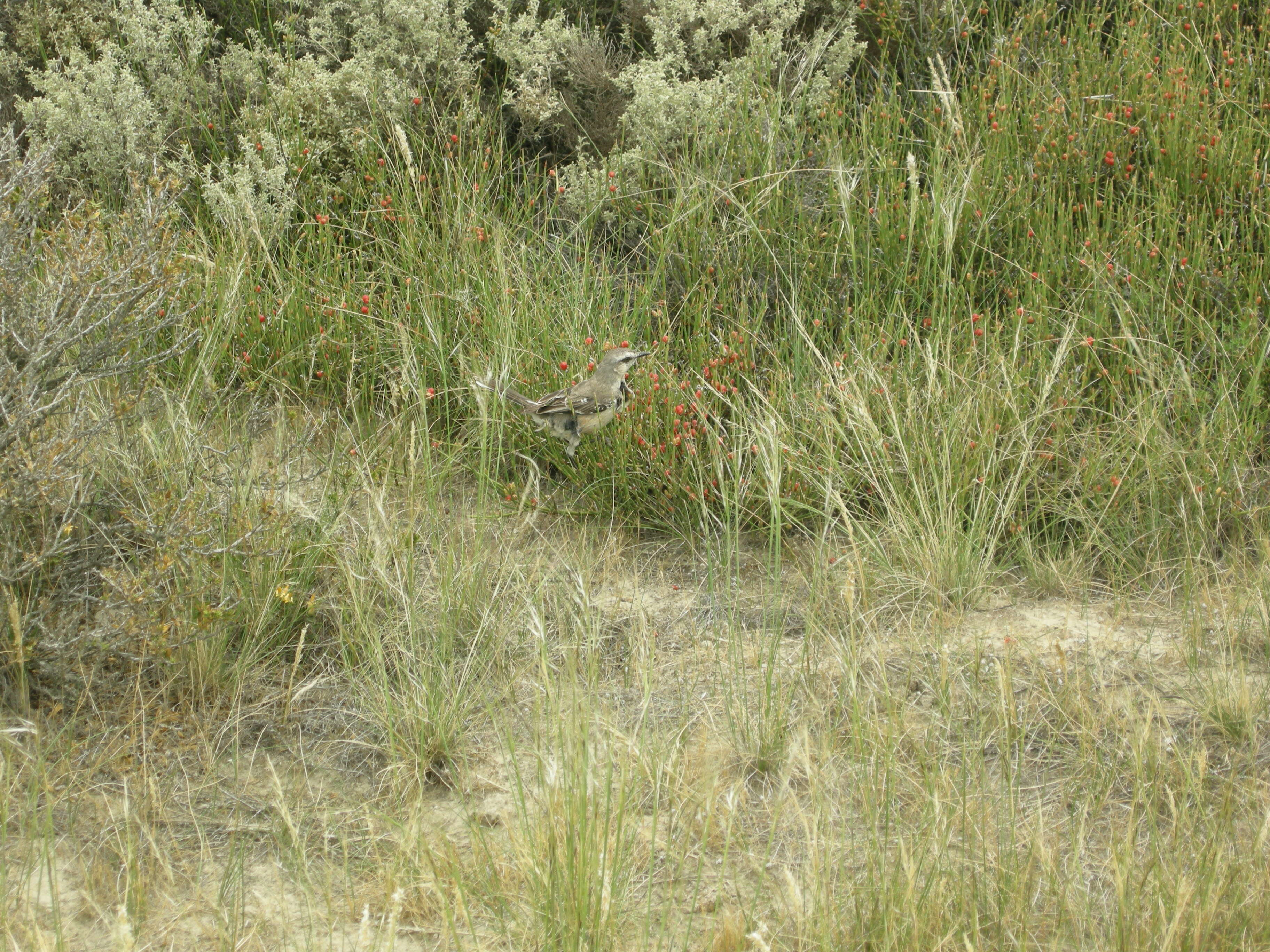 Image of Chalk-browed Mockingbird