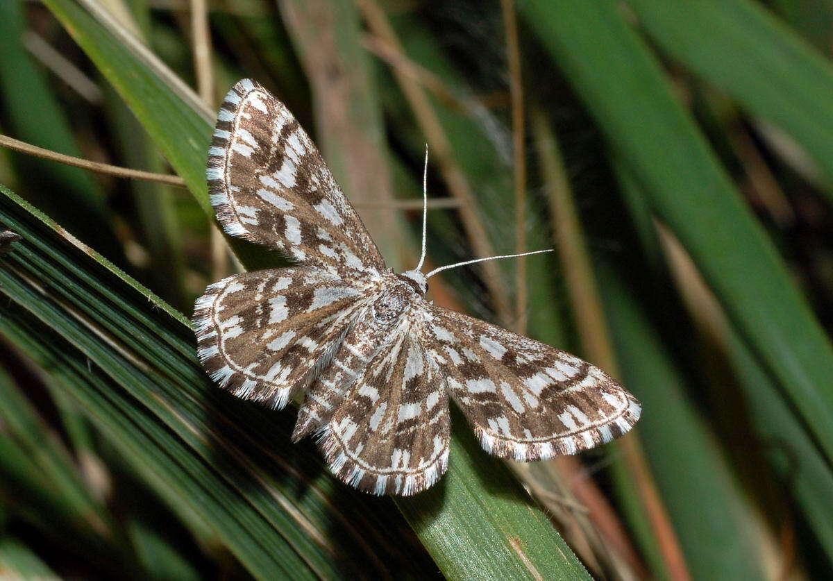 Plancia ëd Cinglis humifusaria Eversmann 1837