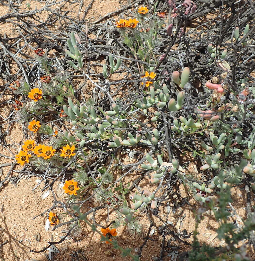 Image of Gorteria diffusa subsp. calendulacea (DC.) Roessler