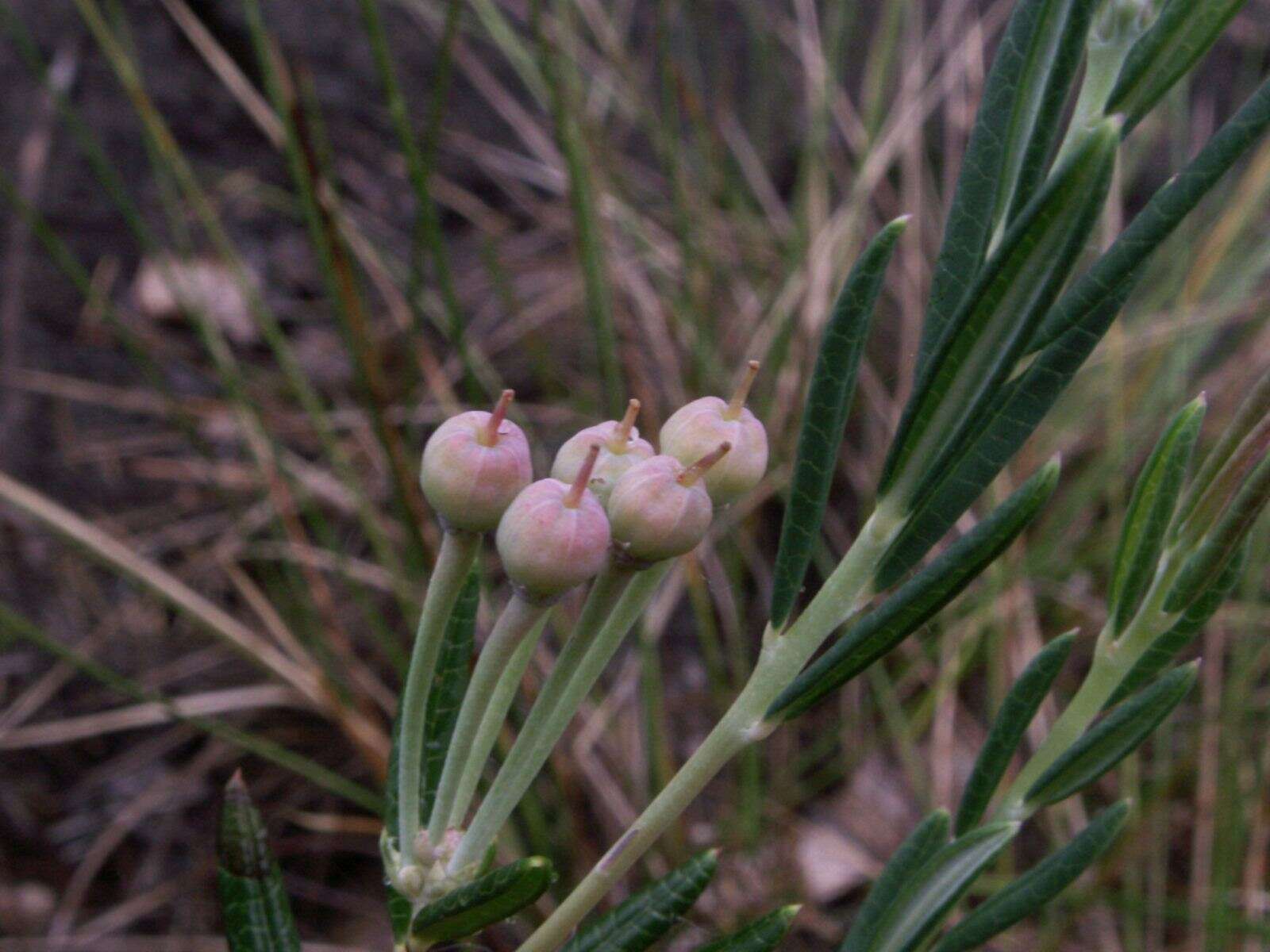 Image of bog rosemary