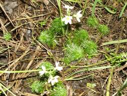 Image of Featherfoil