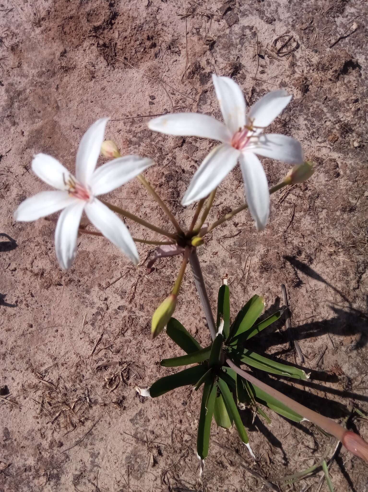 Image de Crinum mccoyi Lehmiller