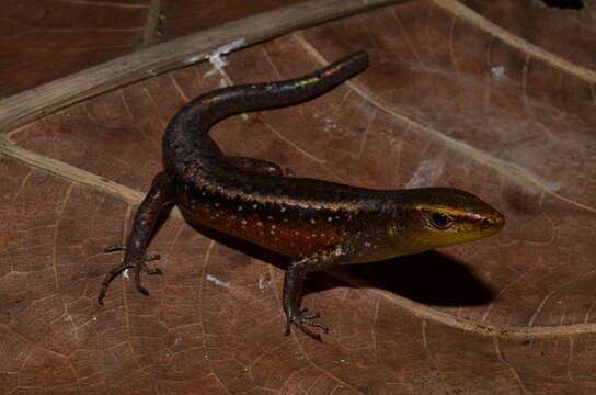 Image of Obscure Emo Skink