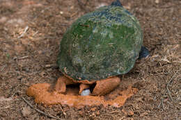 Image of slider turtle, red-eared terrapin, red-eared slider