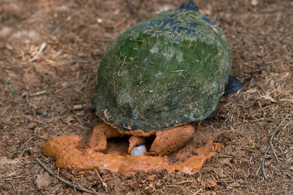 Image of slider turtle, red-eared terrapin, red-eared slider