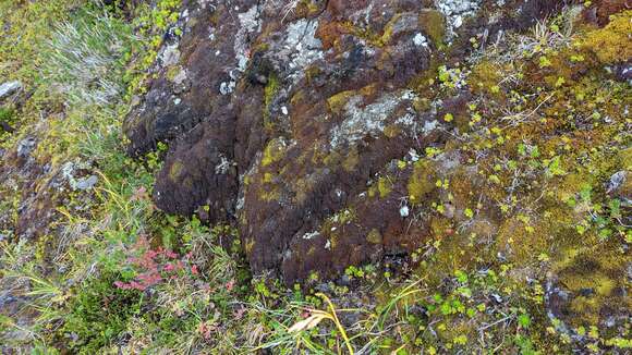 Image of Snow Rock-moss