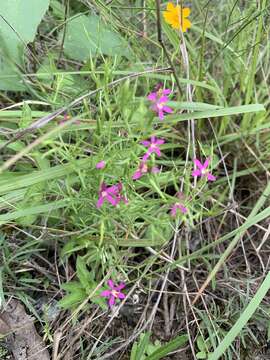 Image of Lady Bird's centaury