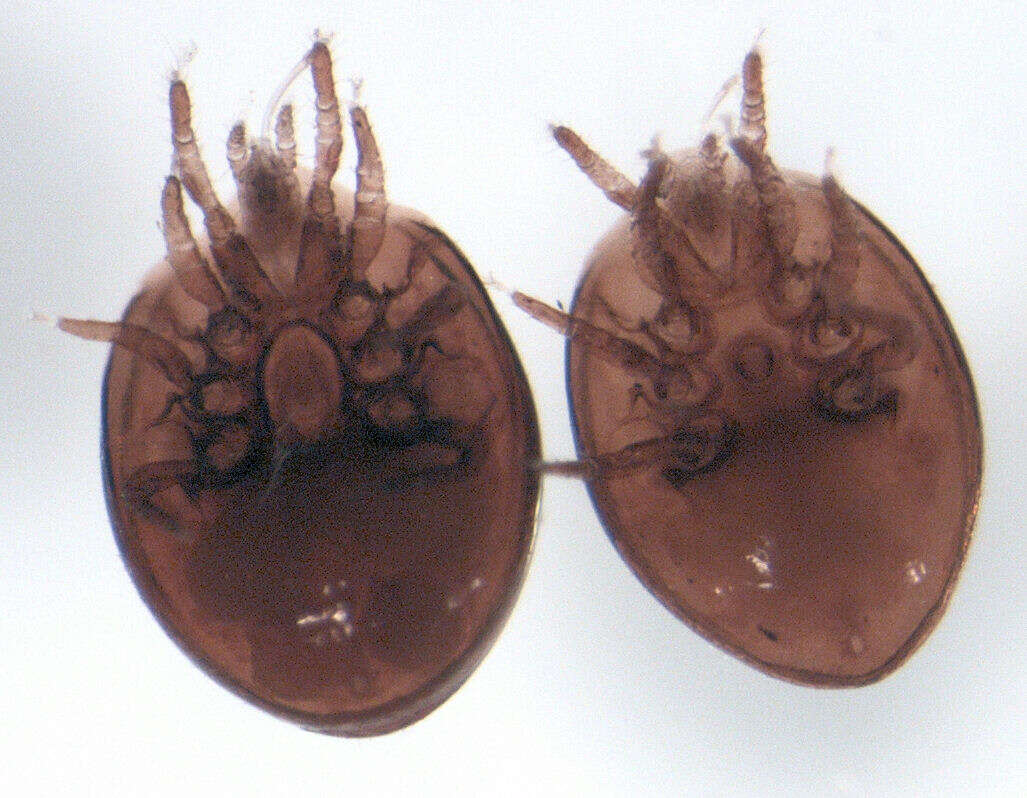 Image of tortoise mites