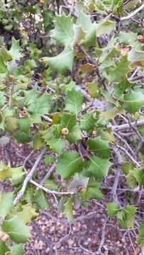 Image of Desert Scrub Oak