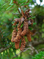 Image of Korean Fir