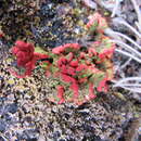 Image of Cladonia lopezii S. Stenroos