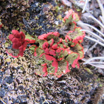 Слика од Cladonia lopezii S. Stenroos