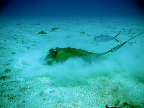 Image of Southern stingray