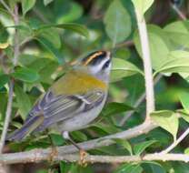 Image of Common Firecrest