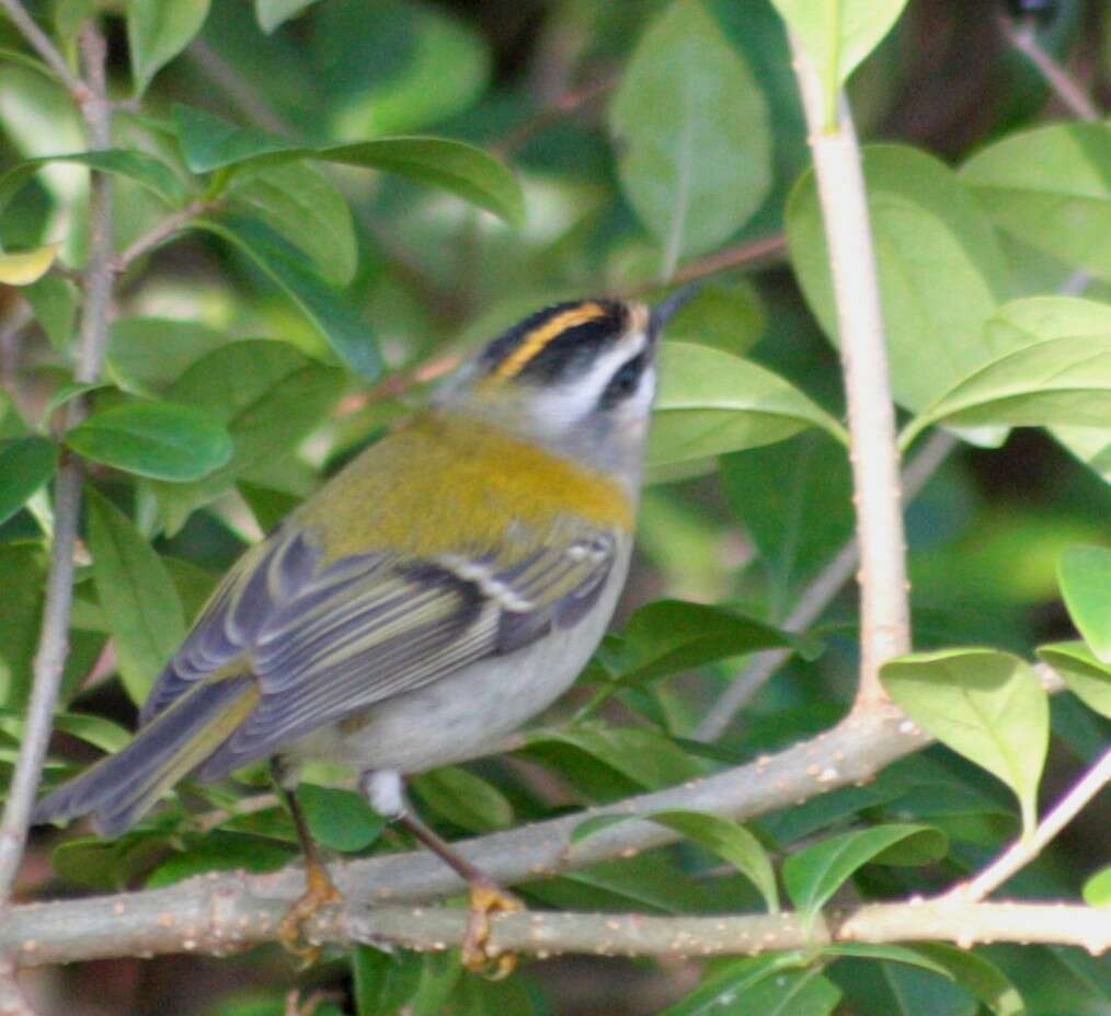 Image of Common Firecrest