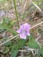 Image of Viola prionantha subsp. confusa (Champion ex Benth.) Y. S. Chen