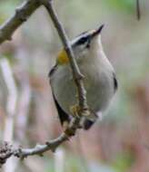 Image of Common Firecrest