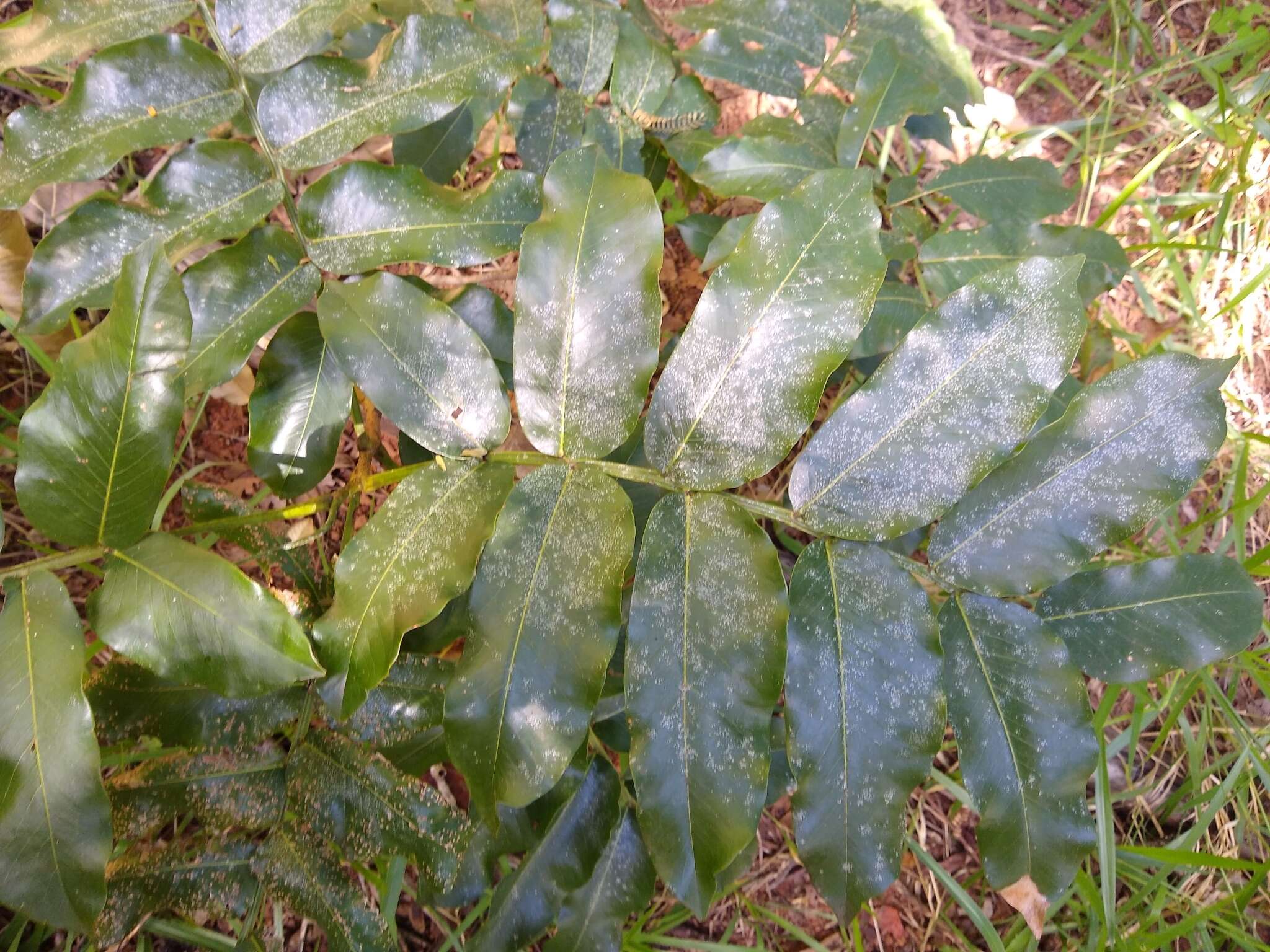 Image of Baru tree