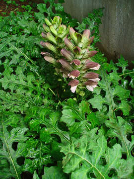 Image of Acanthus hungaricus (Borbás) Baenitz