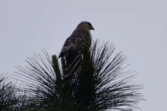 Image of Buteo lineatus extimus Bangs 1920