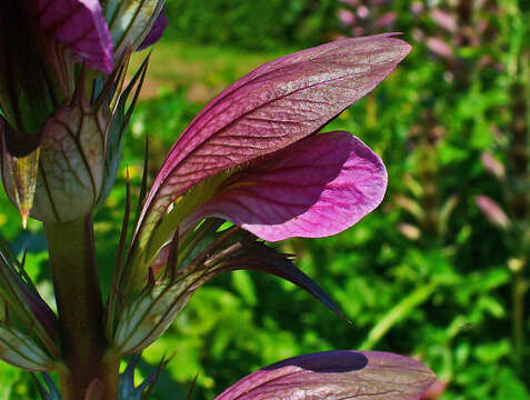 Imagem de Acanthus mollis L.