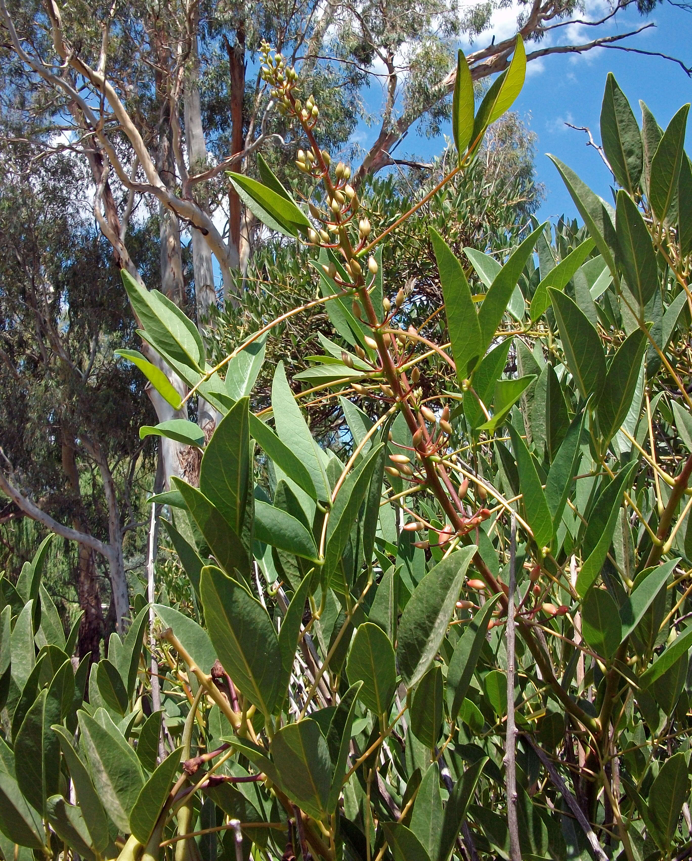 Image of crybabytree