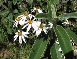 Olearia megalophylla (F. Müll.) F. Müll. resmi