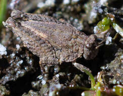 Image of Mexican Pygmy Grasshopper