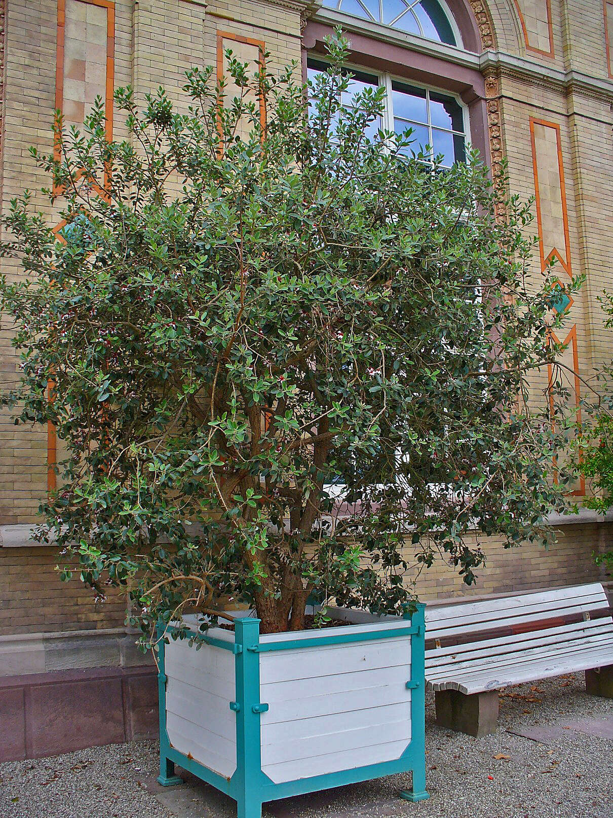 Image of Acca