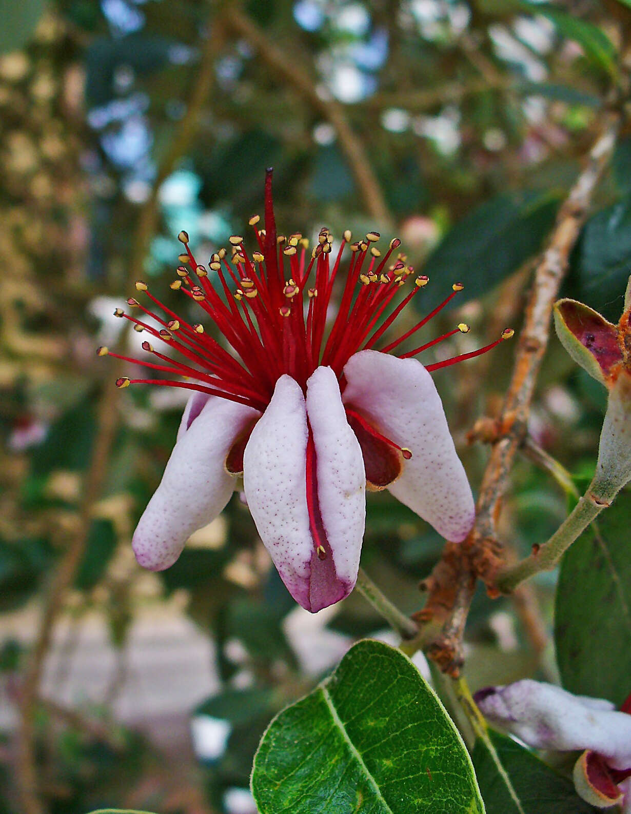 Image of Acca